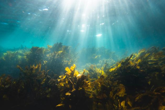 No single microbe can break down fucoidan, a tough carbohydrate molecule produced by ocean algae. A team of researchers shows that communities of marine bacteria divide the work instead, offering new insight into how the ocean stores carbon over long periods of time.