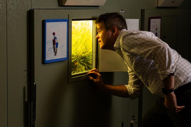 Plants are central to his lab, but David Des Marais sees them as a window into all living things. “Understanding why life is so diverse is fascinating to me,” Des Marais says.